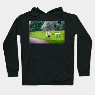 Sheep Hoodie